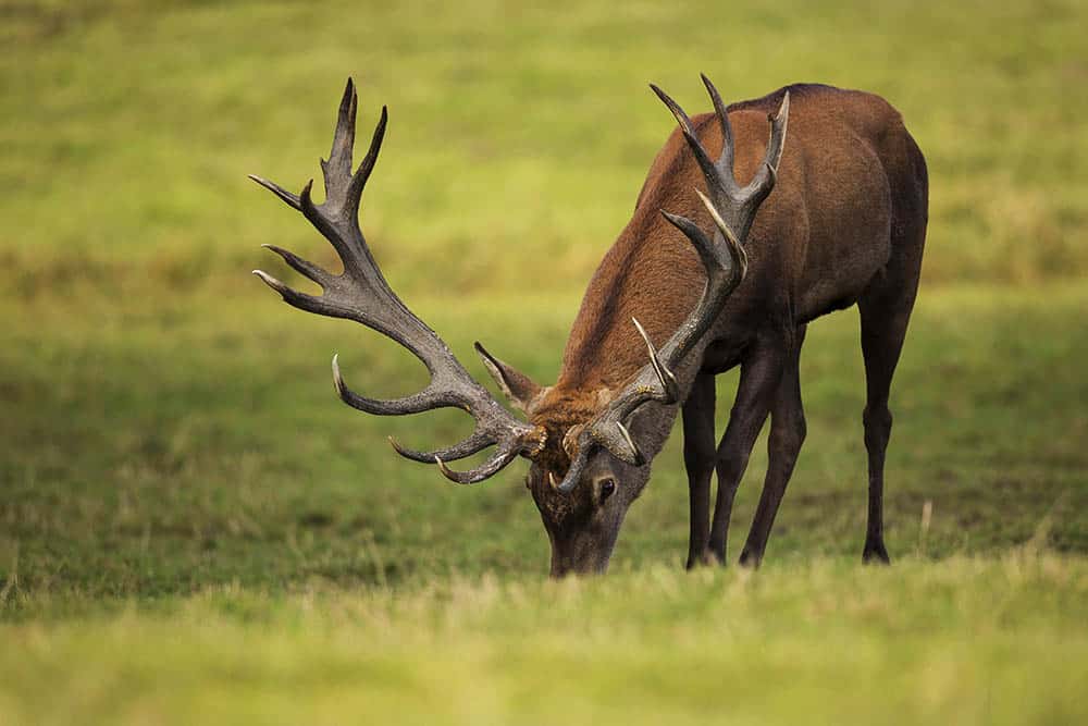 4 Reasons Why Protected Areas are Essential for Our Planet’s Survival