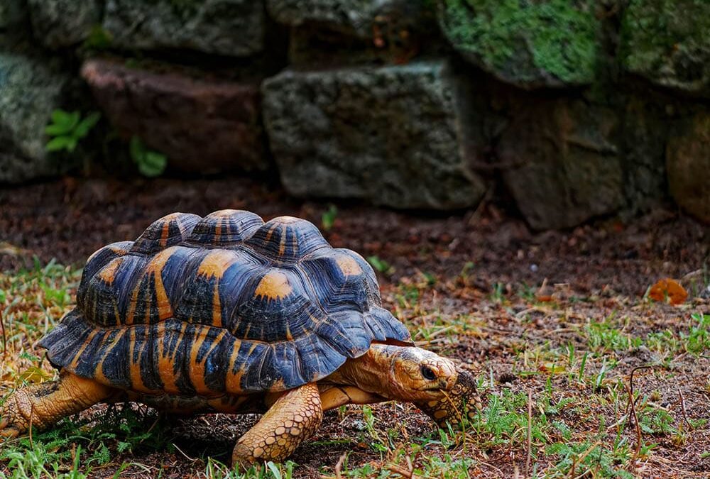 Why incorporating animals in education is a game changer for students!